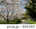 桜満開