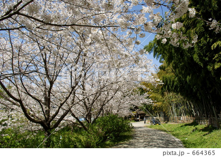 「桜満開」の写真素材 「桜満開」の写真素材