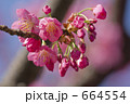 横浜公園の横浜緋桜
