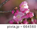 横浜公園の横浜緋桜