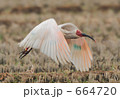 朱鷺の飛び立ち 飛び立ち 水田 佐渡