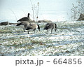 ガチョウ