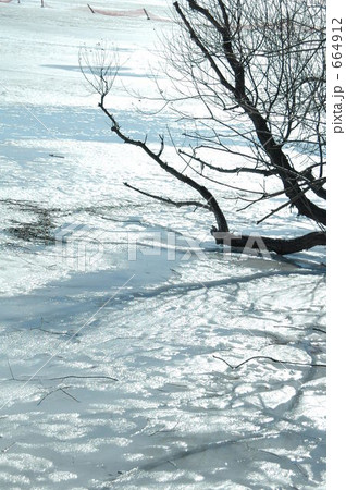 「湖 昼 木の影 凍り 凍った湖 」の写真素材 「湖 昼 木の影 凍り 凍った湖 」の写真素材