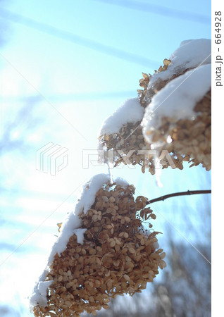 「花 アナベル 雪解け 積雪 」の写真素材 「花 アナベル 雪解け 積雪 」の写真素材