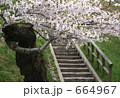 石段と桜