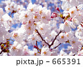 ソメイヨシノ桜　ズーム