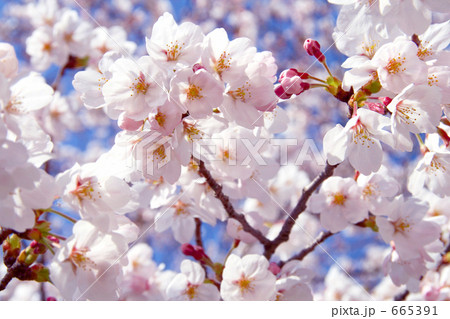 ソメイヨシノ桜 ズーム ソメイヨシノ桜 ズーム