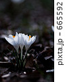 Crocus