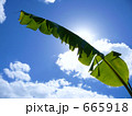 春の日、喜界島の青空とバナナの葉っぱと太陽の光