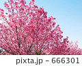 サクラ　陽光桜