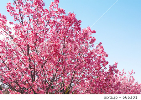 サクラ　陽光桜