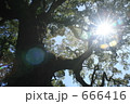 まぶしい大樹