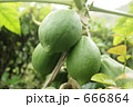 青いパパイヤの実