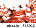 金魚（横）