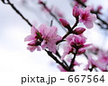 667564