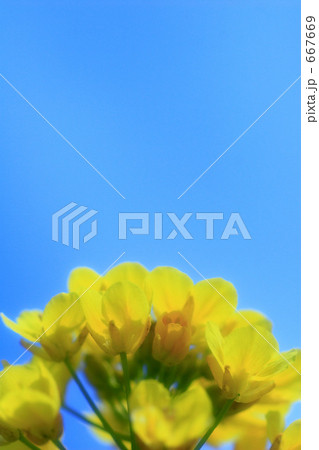 菜の花_009