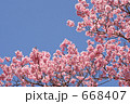 サクラ　満開の陽光桜と空