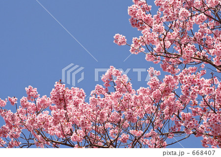 「サクラ 満開の陽光桜と空」の写真素材 「サクラ 満開の陽光桜と空」の写真素材