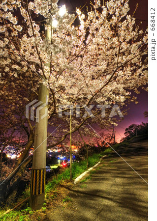 夜桜＠佐世保