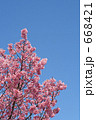 サクラ　陽光桜と青空