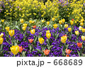 チューリップと菜の花