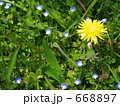 可憐な春の花たち