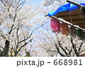花見日和