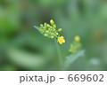 菜の花