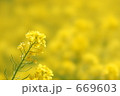 菜の花