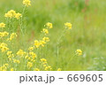 菜の花