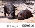 カバ夫婦
