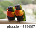 ペアのナナイロインコ ペアのナナイロインコ
