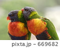 仲睦まじいナナイロインコのペア