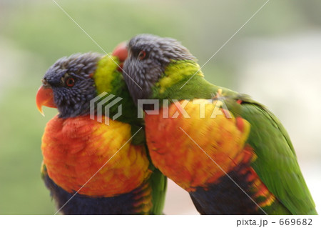 仲睦まじいナナイロインコのペア 仲睦まじいナナイロインコのペア