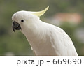 前かがみのキバタン