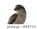 ワライカワセミ