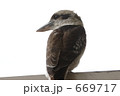 静かに佇むワライカワセミ
