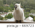 大あくび（？）のキバタン