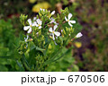 見沼田圃・春　ダイコンの花　アブラナ科