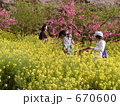 菜の花畑でお散歩