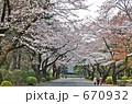 桜三月散歩道A