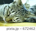 落ちてます、猫