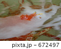 生簀のタカアシガニ１