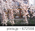 京都・祇園白川のサクラ