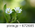 ハコベ