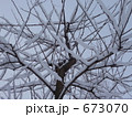 雪が積もった木