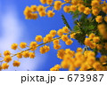 ミモザ