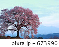 わに塚の桜