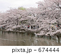 上野公園の桜
