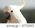 キバタンの横顔アップ